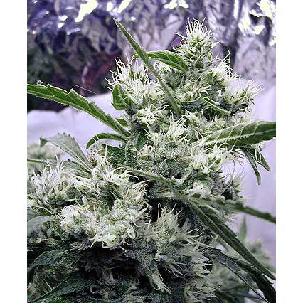 Serious Seeds AK47 regulär