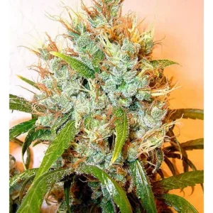 Serious Seeds Kali Mist regulär