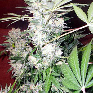 Serious Seeds White Russian regulär