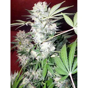 Serious Seeds White Russian regulär