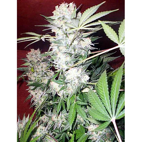 Serious Seeds White Russian regulär