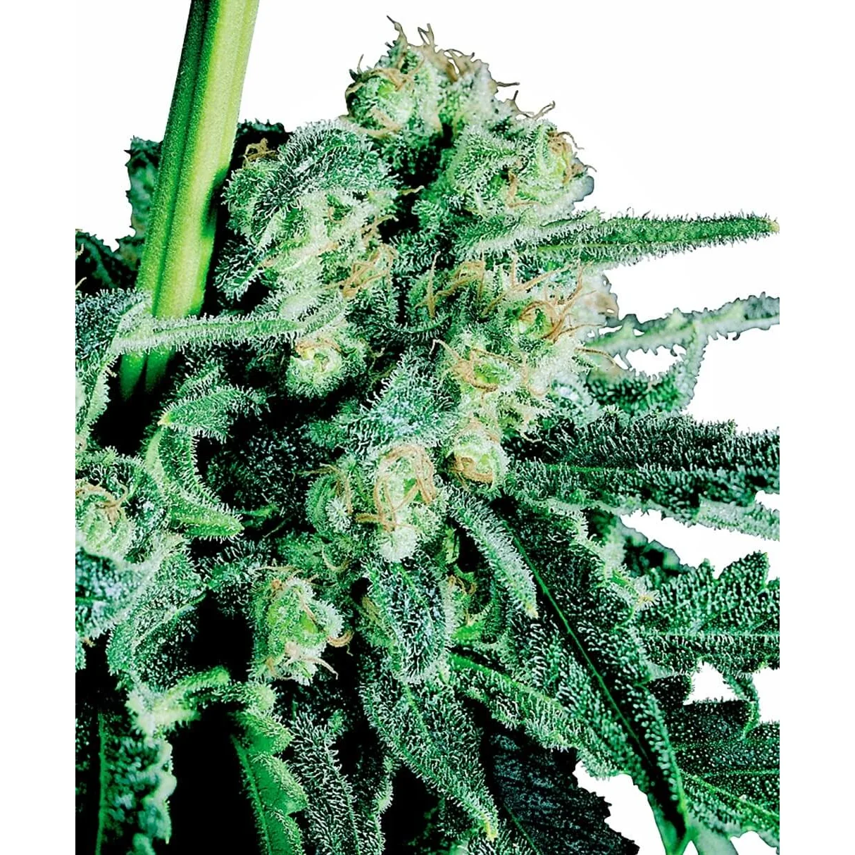 Sensi Seeds Sensi Skunk regulär