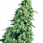 Sensi Seeds Skunk #1 regulär