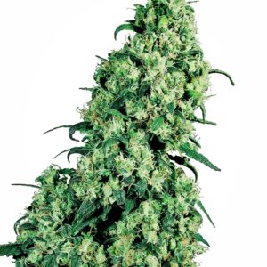 Sensi Seeds Skunk #1 regulär