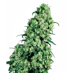 Sensi Seeds Skunk #1 regulär