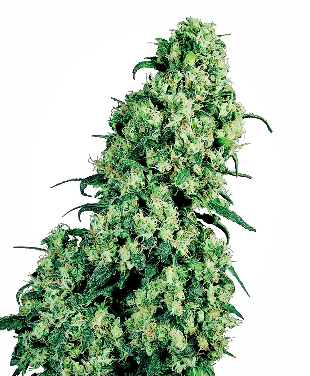 Sensi Seeds Skunk #1 regulär