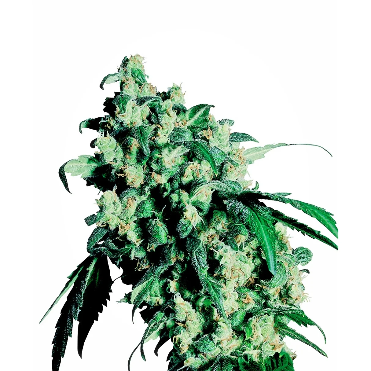 Sensi Seeds Super Skunk regulär