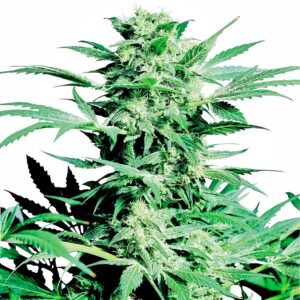 Sensi Seeds Shiva Skunk regulär