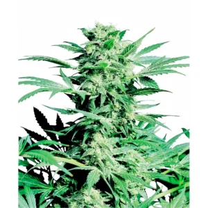 Sensi Seeds Shiva Skunk regulär