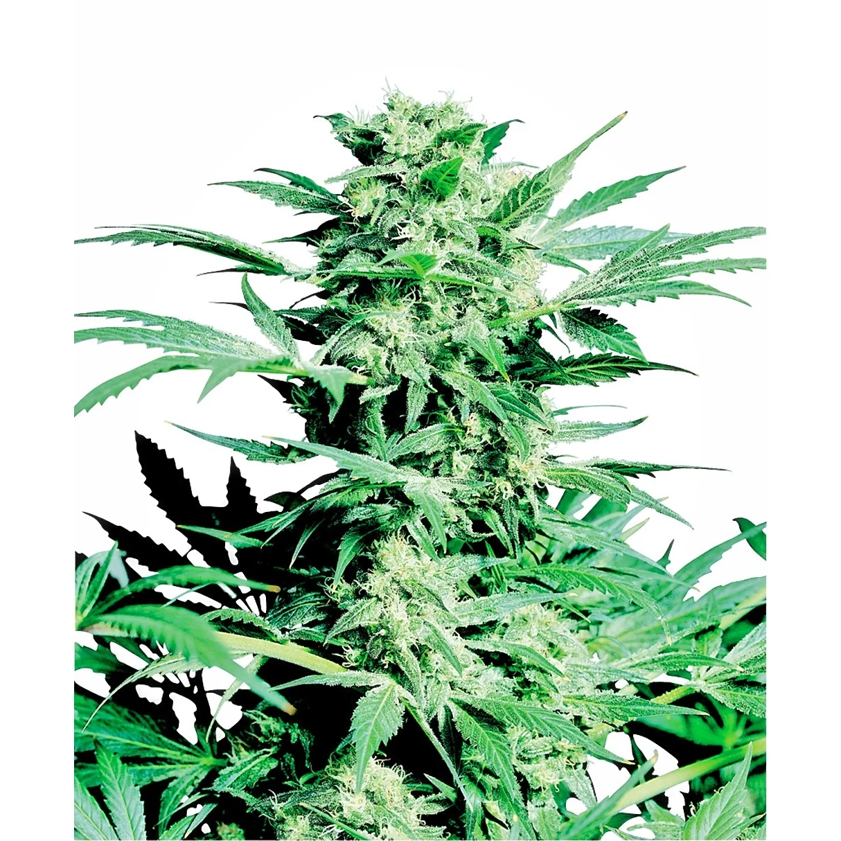 Sensi Seeds Shiva Skunk regulär