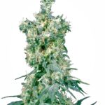 Sensi Seeds American Dream regulär