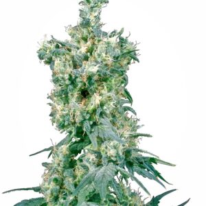 Sensi Seeds American Dream regulär