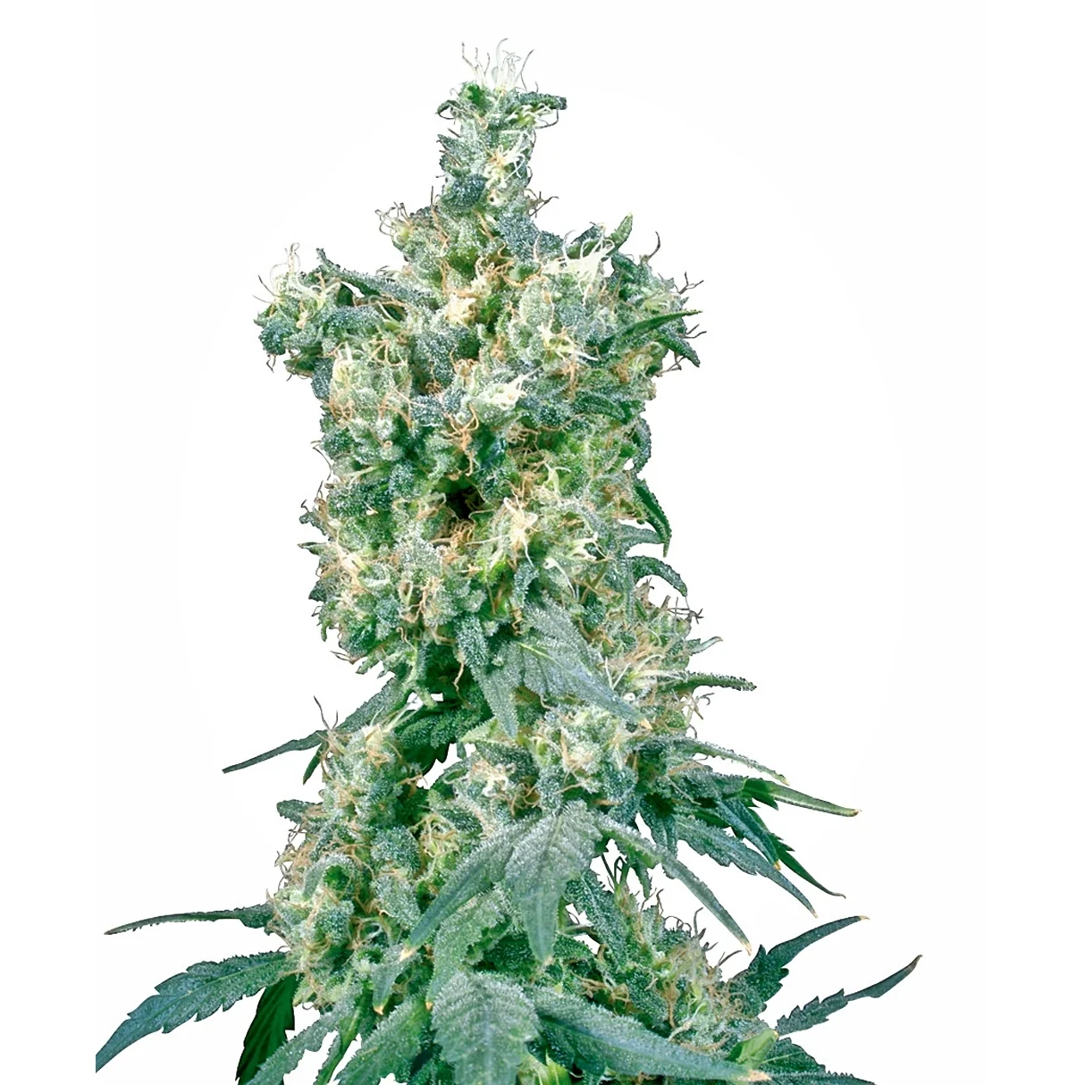 Sensi Seeds American Dream regulär