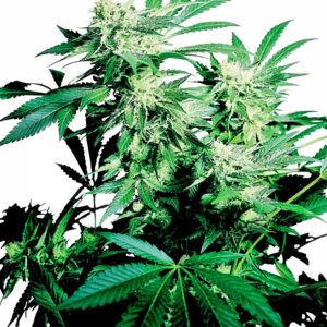 Sensi Seeds Skunk Kush regulär