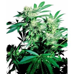 Sensi Seeds Skunk Kush regulär