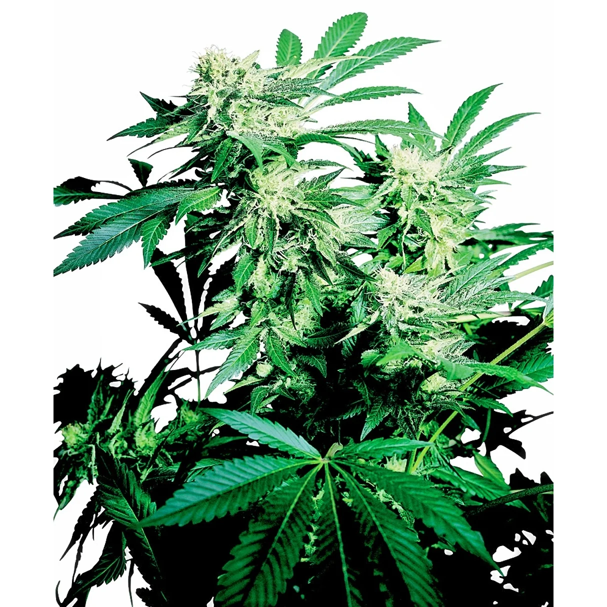 Sensi Seeds Skunk Kush regulär