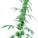 Sensi Seeds Fruity Juice regulär