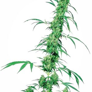 Sensi Seeds Fruity Juice regulär