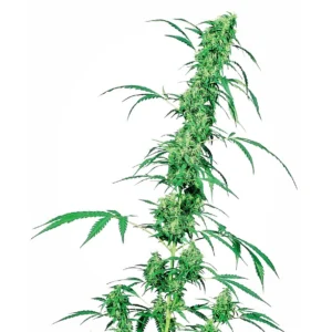 Sensi Seeds Fruity Juice regulär