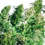 Sensi Seeds Indoor Mix regulär