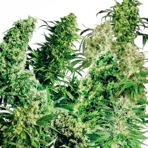 Sensi Seeds Indoor Mix regulär