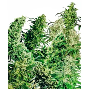 Sensi Seeds Indoor Mix regulär