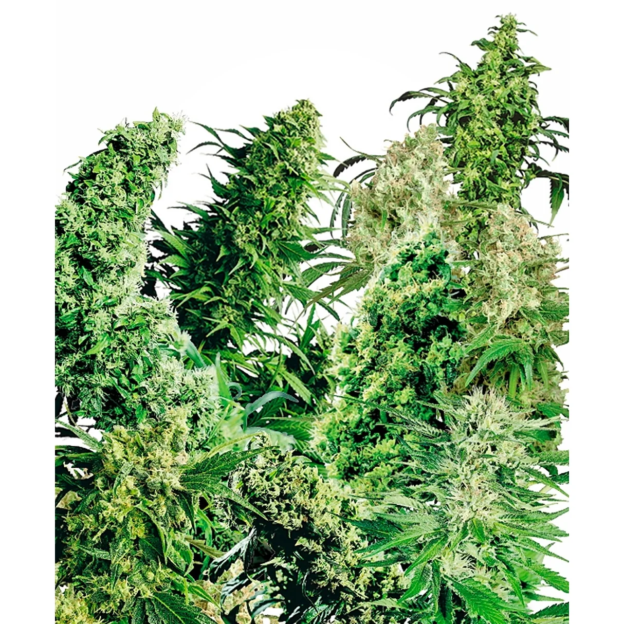 Sensi Seeds Indoor Mix regulär