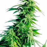 Sensi Seeds Hindu Kush regulär