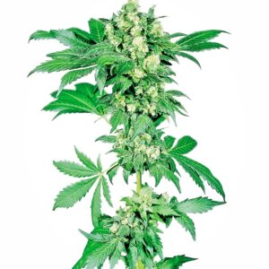 Sensi Seeds Afghani #1 regulär