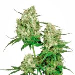 Sensi Seeds Maple Leaf Indica regulär