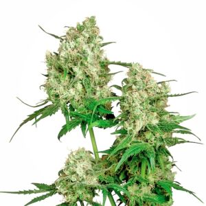 Sensi Seeds Maple Leaf Indica regulär