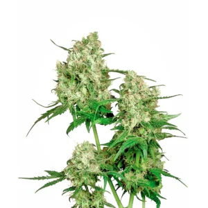 Sensi Seeds Maple Leaf Indica regulär