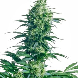 Sensi Seeds Mother’s Finest regulär