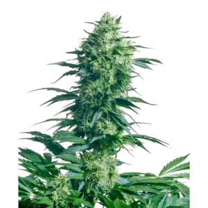Sensi Seeds Mother’s Finest regulär