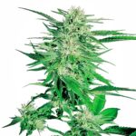 Sensi Seeds Big Bud regulär