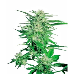 Sensi Seeds Big Bud regulär