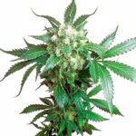 Sensi Seeds Black Domina regulär