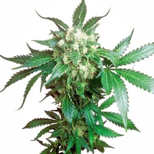 Sensi Seeds Black Domina regulär