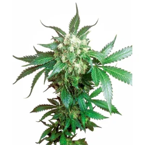 Sensi Seeds Black Domina regulär