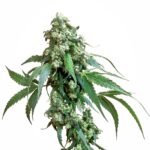 Sensi Seeds Jack Flash regulär