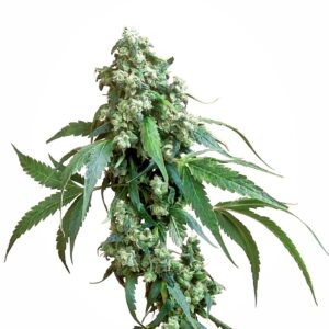 Sensi Seeds Jack Flash regulär