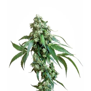 Sensi Seeds Jack Flash regulär