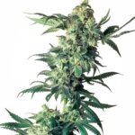Sensi Seeds Northern Lights regulär