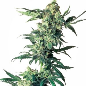 Sensi Seeds Northern Lights regulär