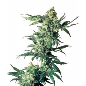 Sensi Seeds Northern Lights regulär