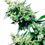 Sensi Seeds Hash Plant regulär