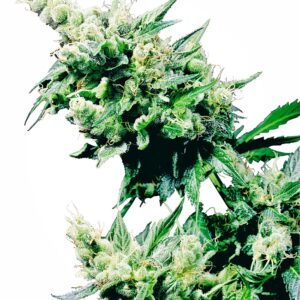 Sensi Seeds Hash Plant regulär