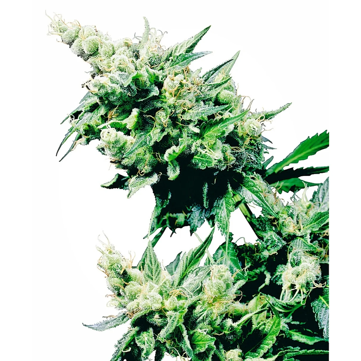 Sensi Seeds Hash Plant regulär