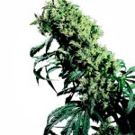 Sensi Seeds Northern Lights #5 x Haze regulär