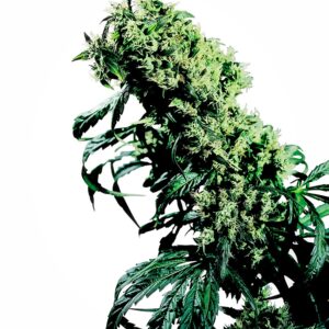 Sensi Seeds Northern Lights #5 x Haze regulär